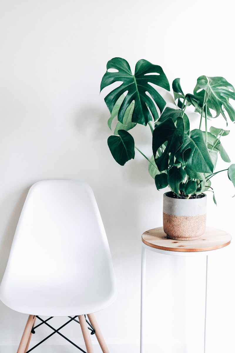 Fiddle Leaf Fig — Large