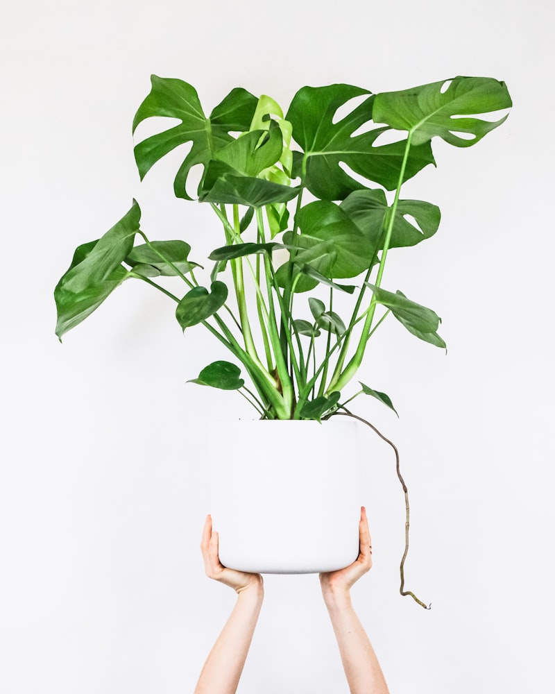 Monstera Deliciosa — Medium